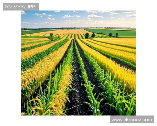 大米的种植、加工与消费全解析:从稻田到餐桌的绿色之旅